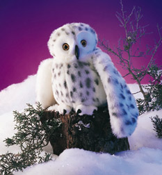Owl-Snowy
